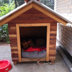 Hundehütte besorgt: Wohnen auf Probe in Paraguay