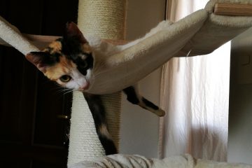 Sunny will einfach mal abhängen - Katze in Paraguay adoptieren