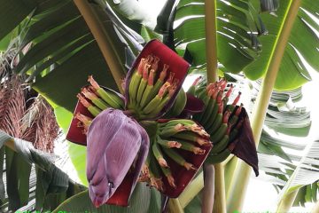 Blüte und Bananen ernten in Paraguay