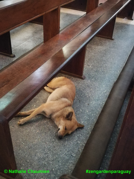 Hunde in der Kathedrale von Caacupé