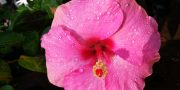 rosa Hibiskusblüte - Zengarden Paraguay