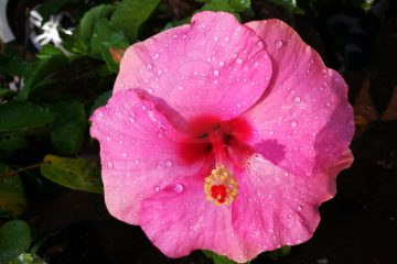 rosa Hibiskusblüte - Zengarden Paraguay