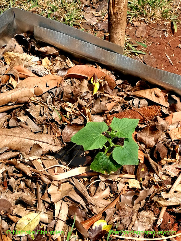 Kleine Gemüsepflanze in Paraguay