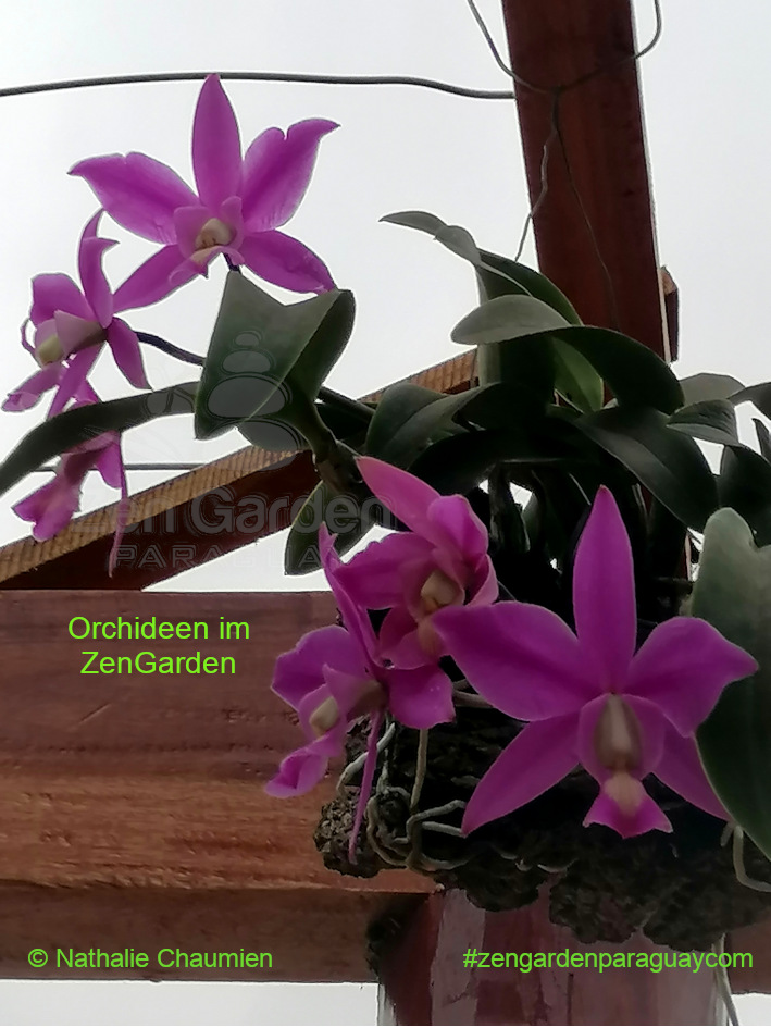 Orchideen am Parkplatz ZenGarden Paraguay