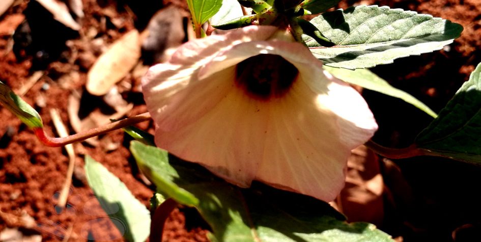 Rosella Blüte