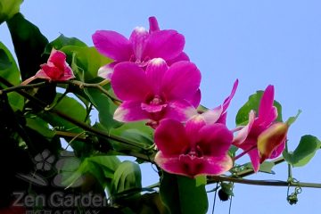 Orchideen im ZenGarden Paraguay