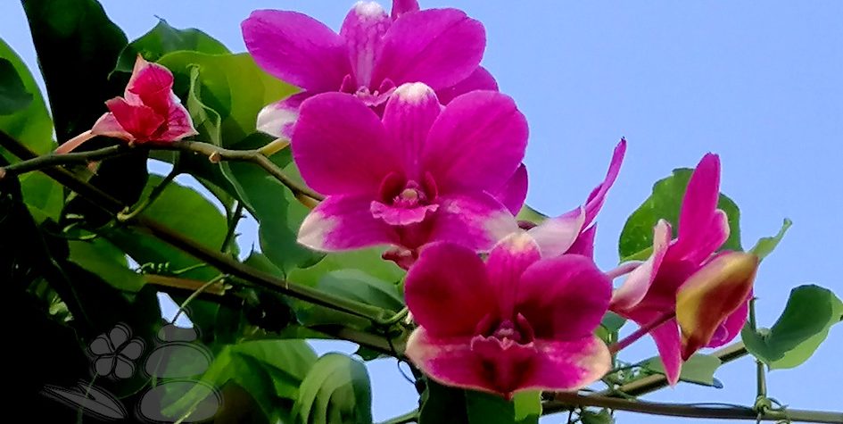 Orchideen im ZenGarden Paraguay