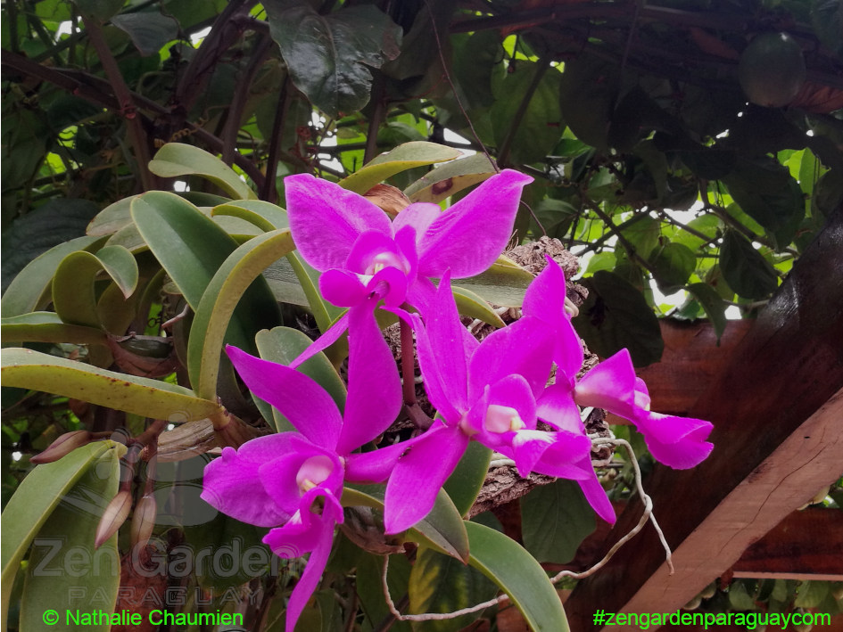 Paraguay und seine Orchideen
