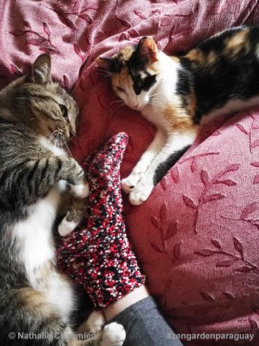 Annäherung von Sunny