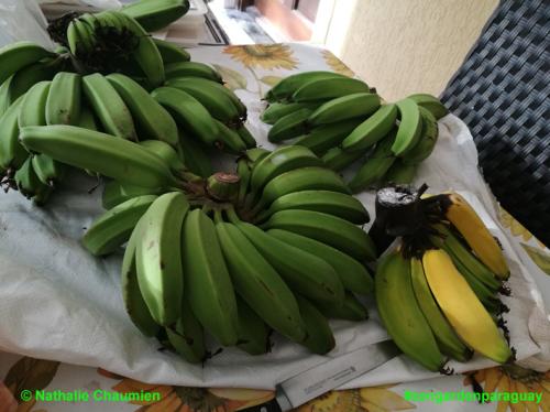 Bananen ernten in Paraguay