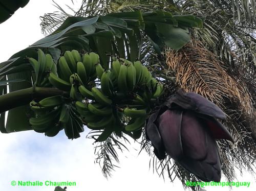 Bananen vor dem-Ernten in Paraguay