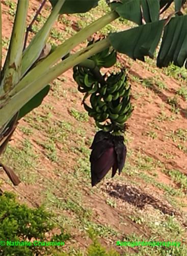 Bananenstaude mit Blüte und Babybananen