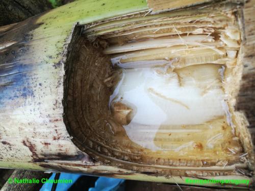 Bananenstaude weiter verwenden