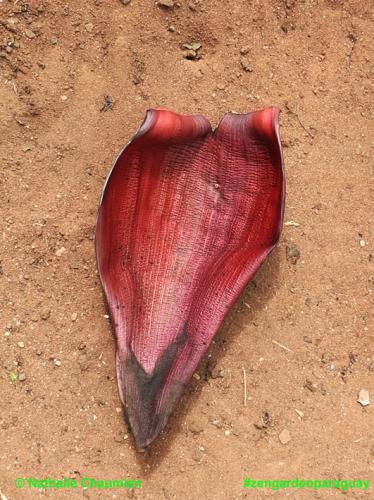 Blatt der Bananenblüte