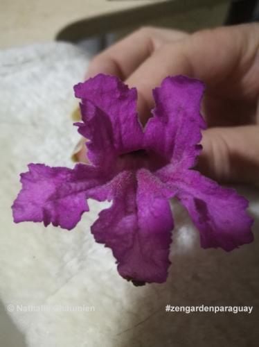 Die Blüte des Lapachos