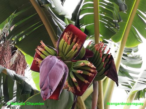 Blüte und Bananen ernten in Paraguay
