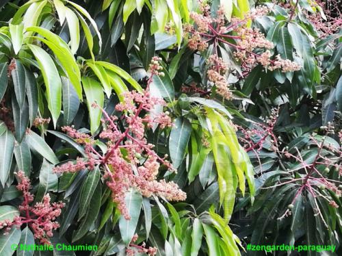 Blüte vom Mangobaum - Zengarden Paraguay