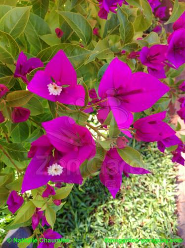 Blüten des Bougainvillea - Zengarden Paraguay