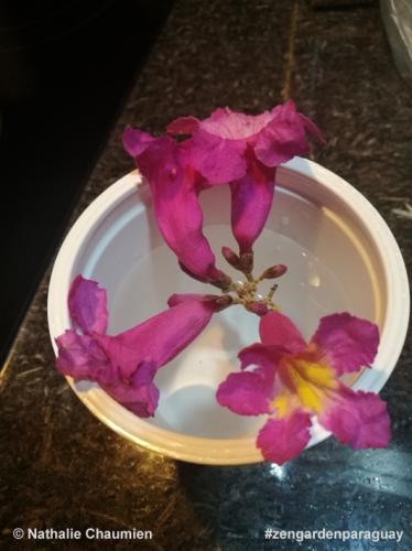 Einige Blüten des Lapachos