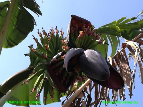 Blütenblätter und Babybananen