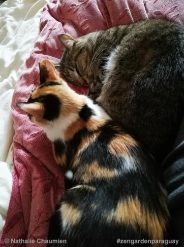 Chanel und Sunny kuschelig