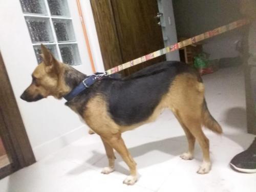 Das erste Gassigehen bei uns