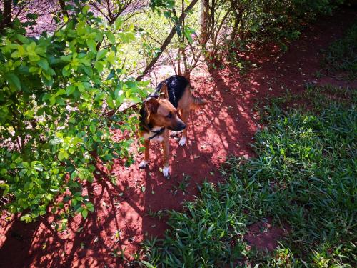 der zaun wird bewacht