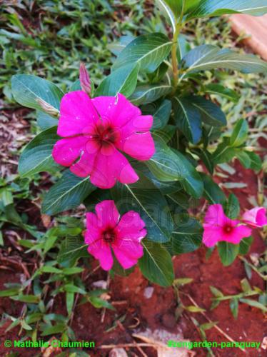 Einjährige Pflanze - Zengarden Paraguay