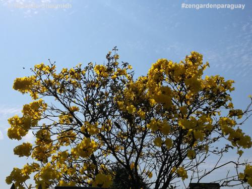 Gelber kleiner Lapacho aus San Lorenzo