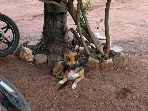 Unter der Palme ruhen