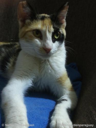 Katze in Paraguay adoptieren