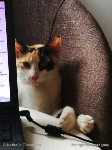 Kritischer Blick von Sunny