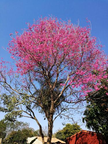 Unser wunderbarer Lapacho