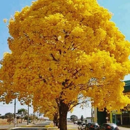 Gelber Lapacho in San Antonio