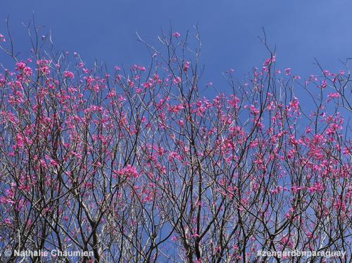 Die Krone vom Lapacho im Garten