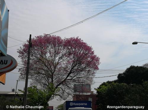 Ein Lapacho im Stadtbild von San Lorenzo
