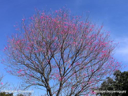Unser Lapacho rosa im Garten