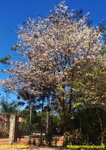 Lapacho weiß aus Capiata