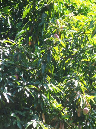 Einer unserer Mangobäume