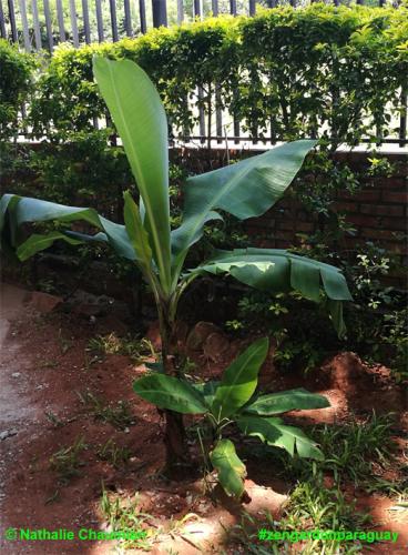 Neue Stauden geschenkt bekommen