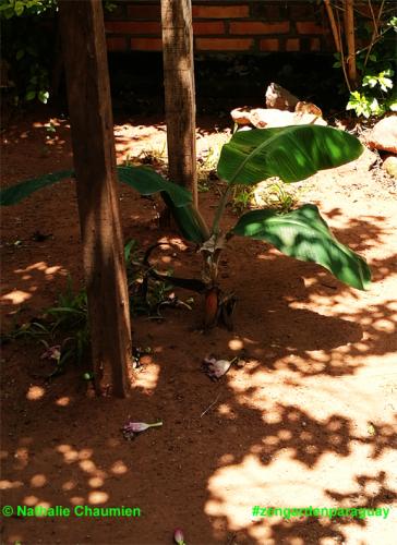 Neue Bananenstauden in Paraguay