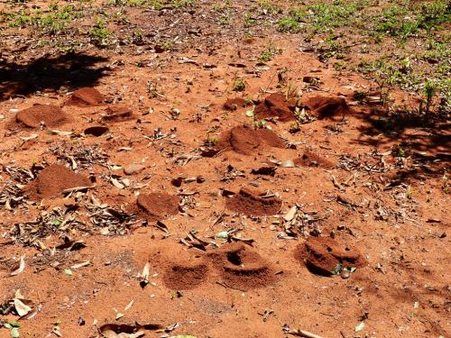 Paraguay das Land der Ameisen