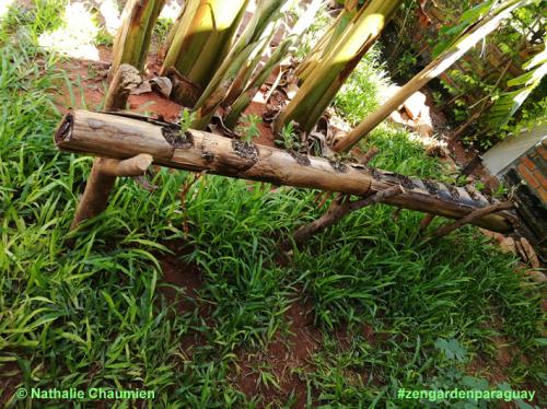 Recycling der Bananenstaude