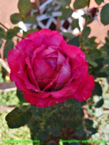 Rose ganz filigran - Zengarden Paraguay