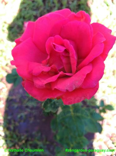 Rose pinkfarben - Zengarden Paraguay