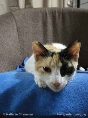 Sunny - Katze in Paraguay adoptieren