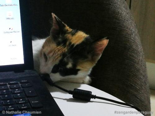 Sunny hilft bei der Arbeit