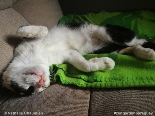 Katze in Paraguay adoptieren - Sunny ist tiefenentspannt