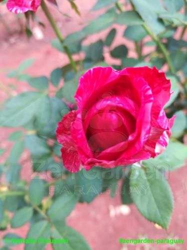 Wie ein Meisterwerk - Zengarden Paraguay