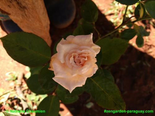 cremefarbene Rose - Zengarden Paraguay